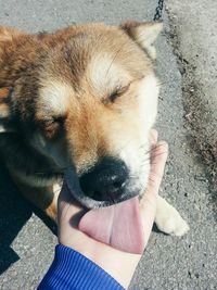 Close-up of dog licking hand