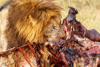 Male lion eating meat from a dead animal in africa