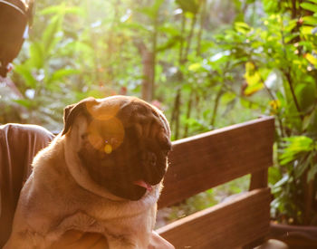 Dog looking away while sitting on bench