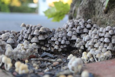 Close-up of stones on stones