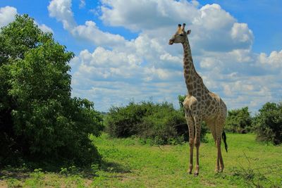 Giraffe in a field