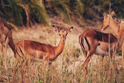 Gazelle standing on grassy field