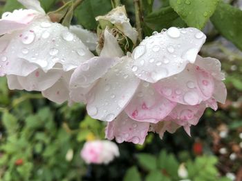 Close-up of wet pink flower