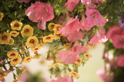 Close-up of pink flowers blooming outdoors