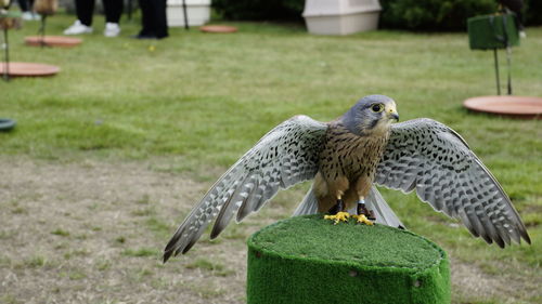 Bird perching on a field