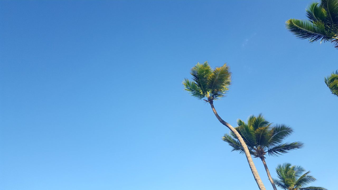 LOW ANGLE VIEW OF TREE AGAINST SKY