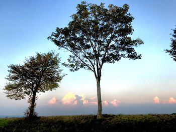 Tree on field against sky