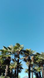 Low angle view of tree against blue sky