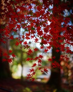 Close-up of tree during autumn