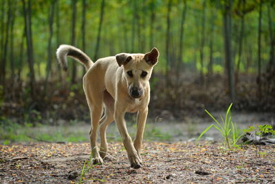 Portrait of dog standing in forest