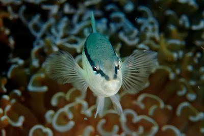 Close-up of fish swimming in sea