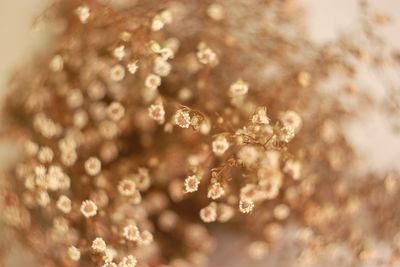 Close-up of plant