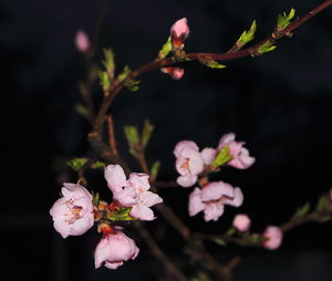 Close-up of pink cherry blossoms in spring