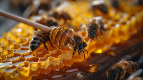 Close-up of honey bee