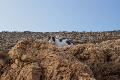 Horse on rock against clear sky