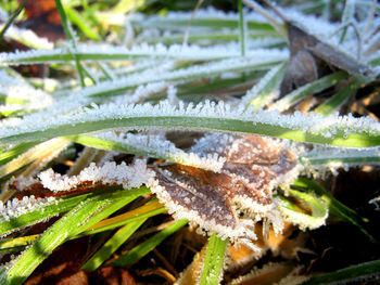 Close-up of frozen plant on field