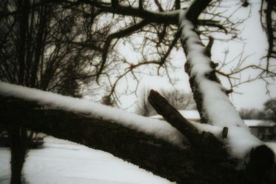 Bare trees on snow covered landscape