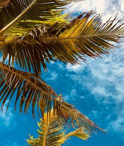 Low angle view of palm tree against blue sky