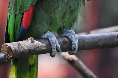 Close-up of parrot perching on branch