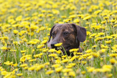 Portrait of dog on meadow