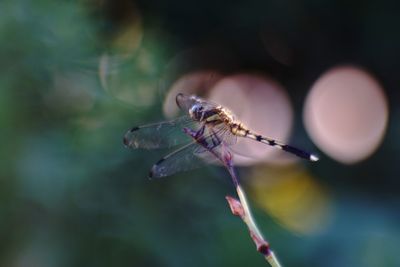 Close-up of insect on flower