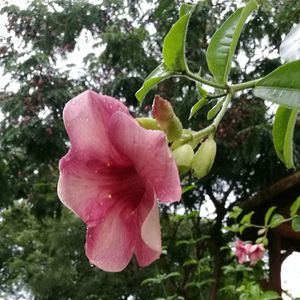 Close-up of pink hibiscus blooming outdoors