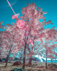 Low angle view of pink flowering tree against sky