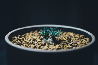 Close-up of potted plant against black background