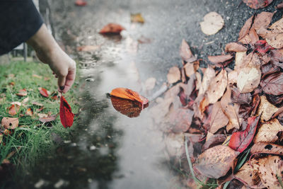 High angle view of hand holding maple leaves during autumn