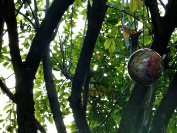 Low angle view of tree