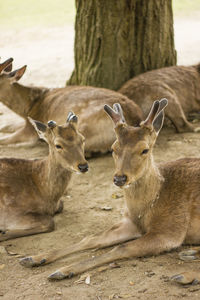 Deer in a field