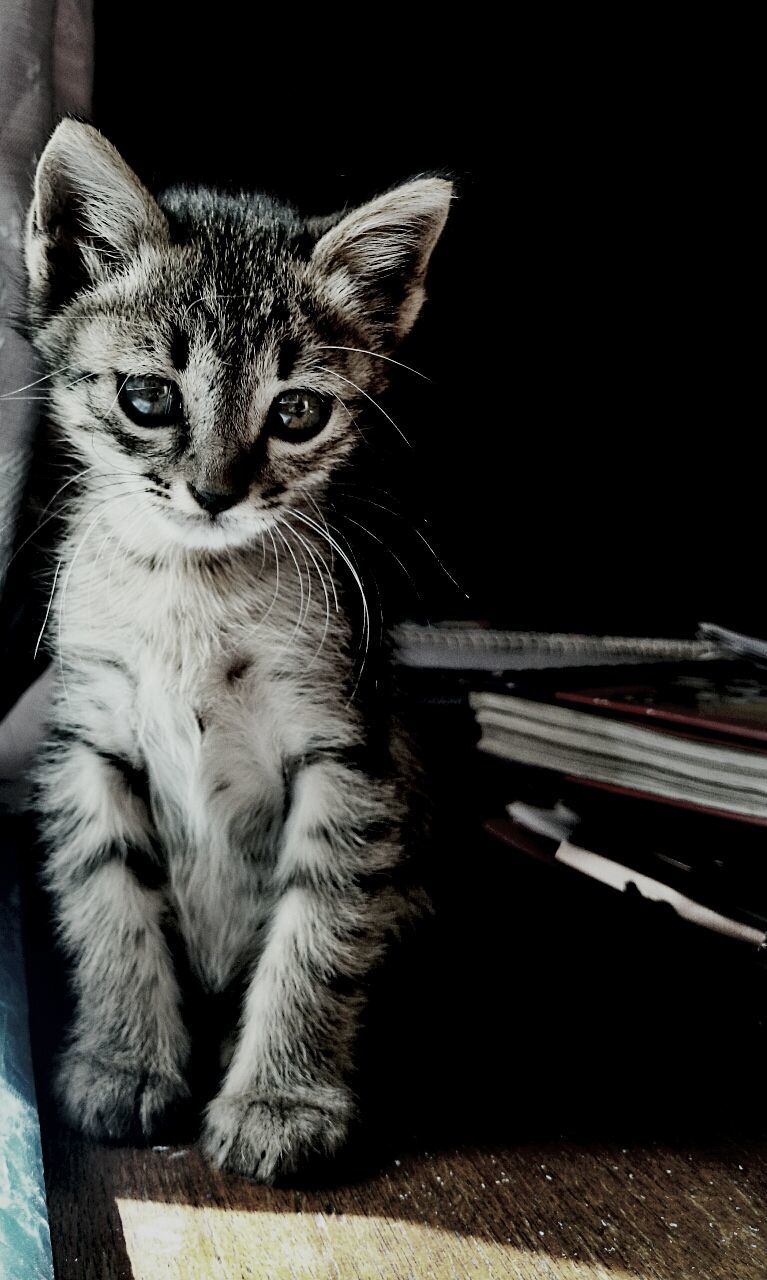 one animal, animal themes, domestic cat, pets, cat, domestic animals, mammal, feline, whisker, close-up, sitting, looking at camera, portrait, indoors, animal head, focus on foreground, no people, relaxation, alertness