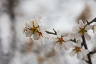 Close-up of white cherry blossom