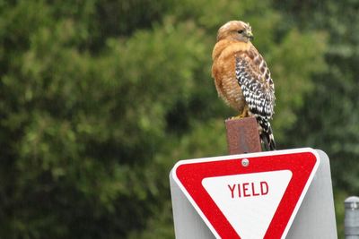 Close-up of a bird perching on a sign