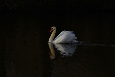 Swan swimming in lake