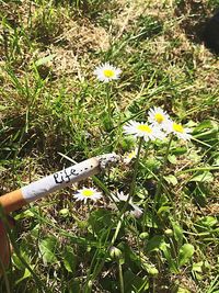 White flowers blooming in field