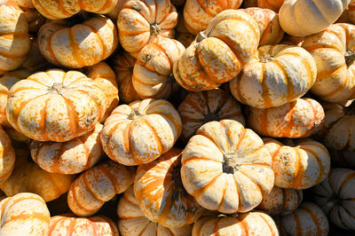 Full frame shot of pumpkins for sale