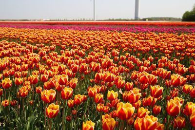 Close-up of red tulips in field