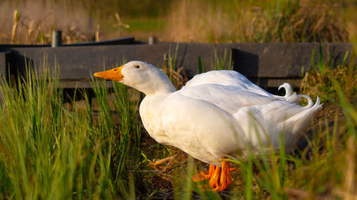 Close-up low level view of aylesbury pekin peking american domestic duck ducks standing 