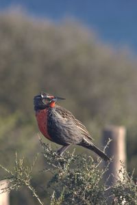 Close-up of bird perching outdoors