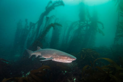 Fish swimming in sea