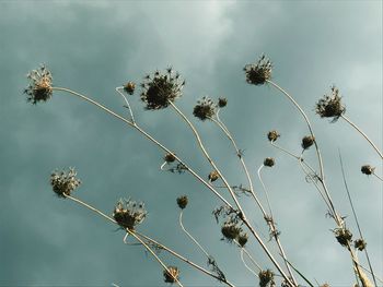 Low angle view of flowering plants against sky