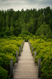 Footpath amidst trees and plants