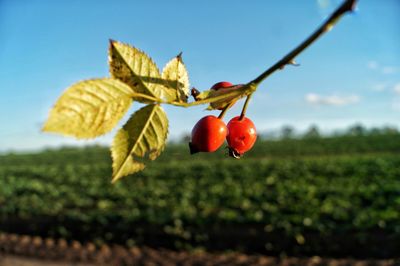 Close-up of red berries growing on field against sky