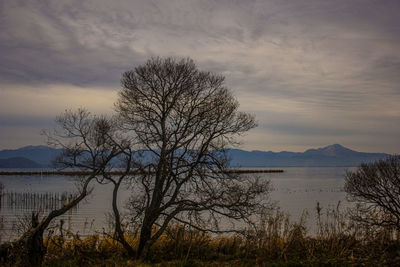 Bare tree by lake against sky