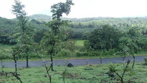 Scenic view of lake in forest against clear sky