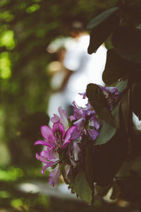 Close-up of pink flowering plant
