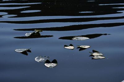 High angle view of leaves floating on lake