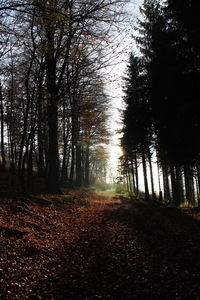 Trees in forest