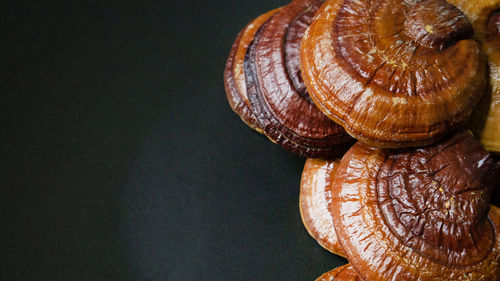 High angle view of shell on table
